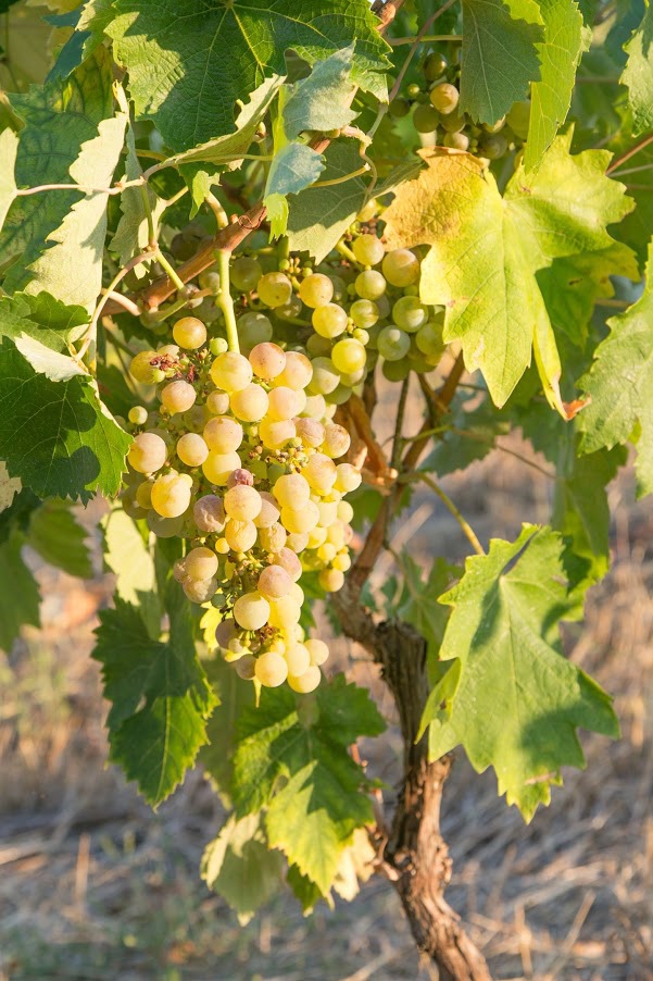 6_Grappolo_Vigneti-Massa_EustachiORA-apr24 Il vino, e la mente: 22-30 aprile degustazione con Vigneti Massa