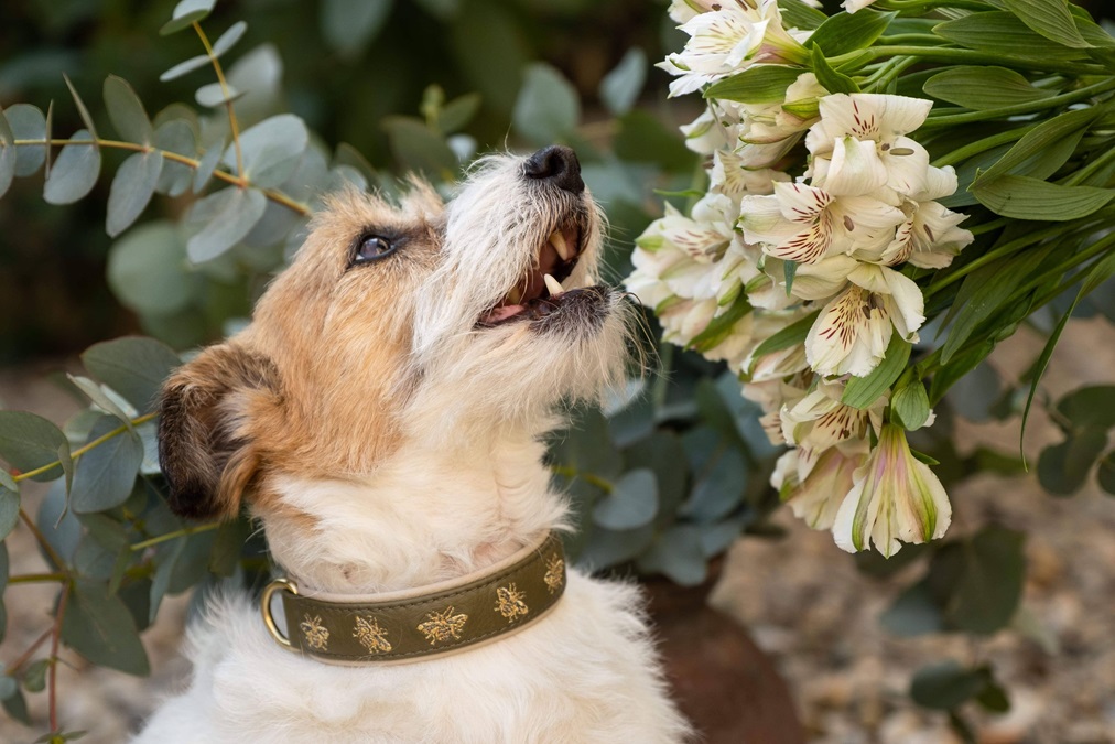 1FOR2215-1 Pet Flower Parade, cani di tutte le taglie all'Idroscalo di Milano
