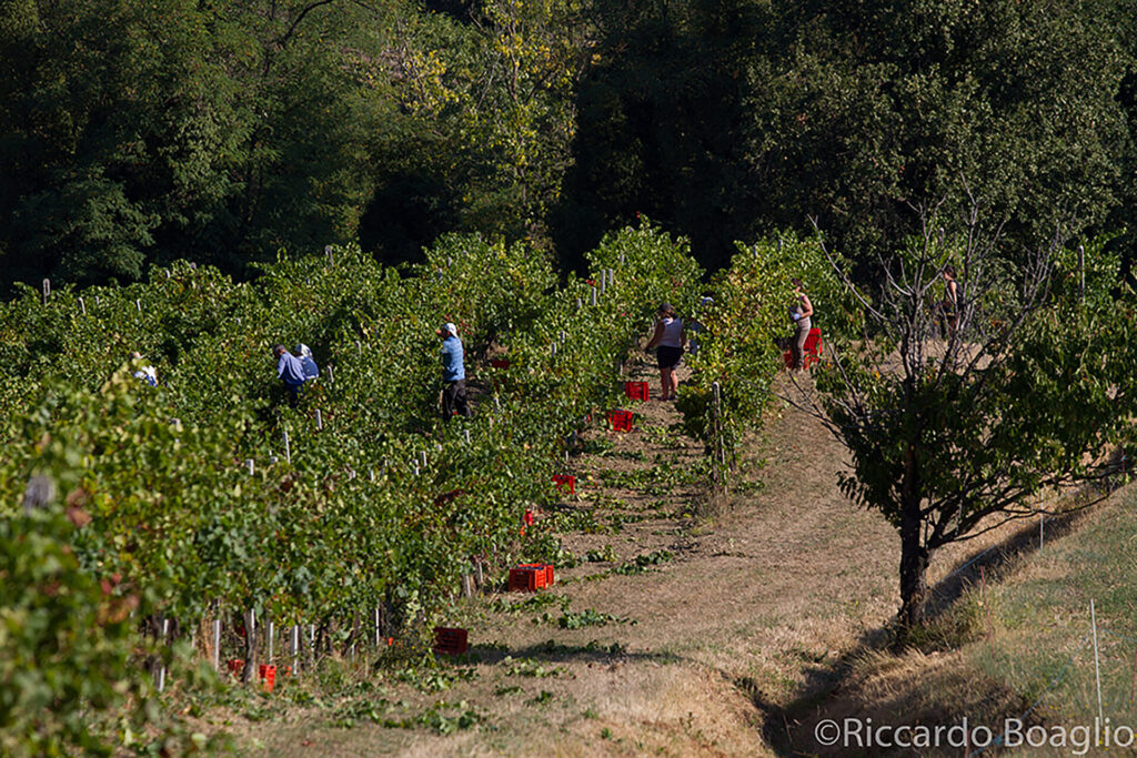 Vendemmia-8_LaPiotta-1024x683 Degustazione Itinerante EUSTACHIORA in compagnia di CANTINA LA PIOTTA