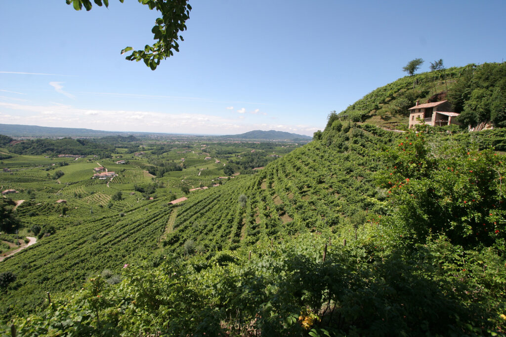 8507_territorio-Col-Vetoraz-Cartizze-hill-1024x683 Il Valdobbiadene DOCG Extra Brut Cuvée Ø di Col Vetoraz. Calici leggiadri per un'esplosione di aromaticità rotondità e freschezza