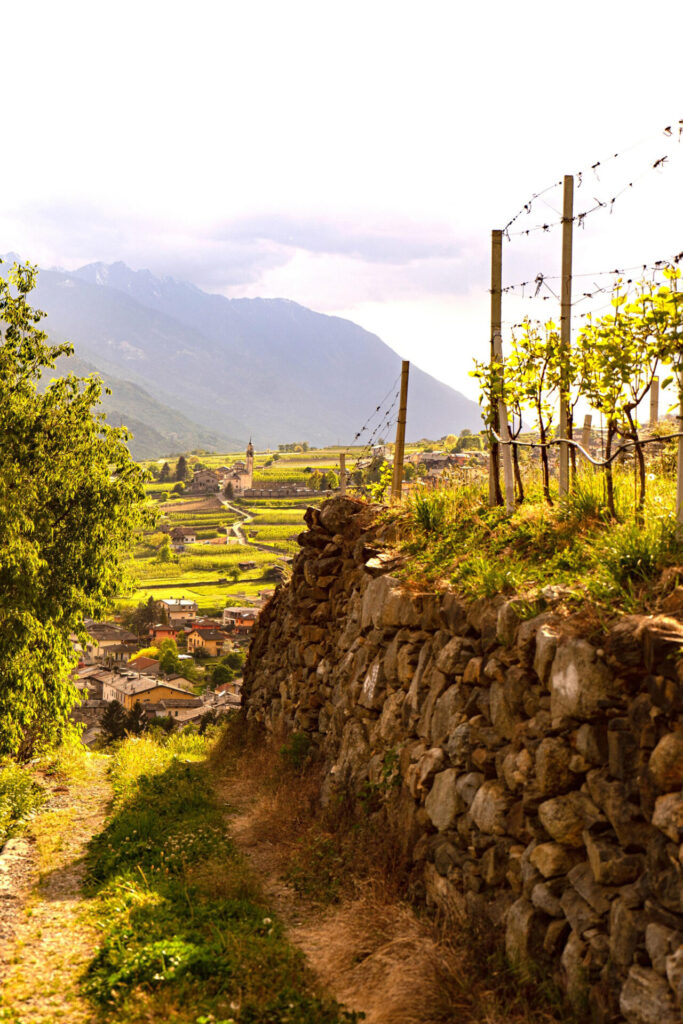 3-3-683x1024 ViVa 2025, prima edizione: la Valtellina da bere, da vivere, da amare