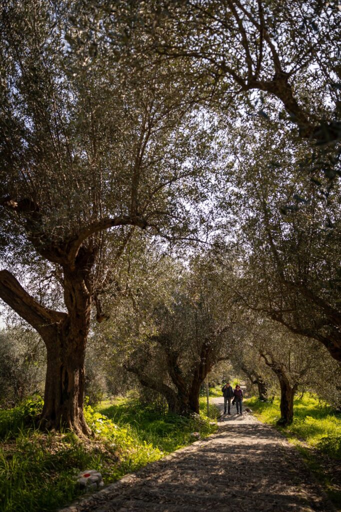 Passeggiate-tra-gli-ulivi-Frantoi-aperti-in-Umbria-2025--682x1024 Frantoi Aperti® in Umbria: celebrare l'olio